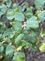 Snowberry_Symphoricarpos hesperius.jpg